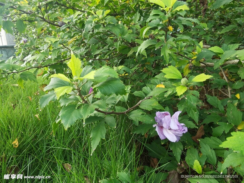 綠葉叢中的紫色花朵