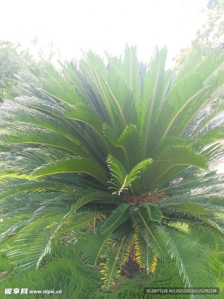高大挺拔的鐵樹植物