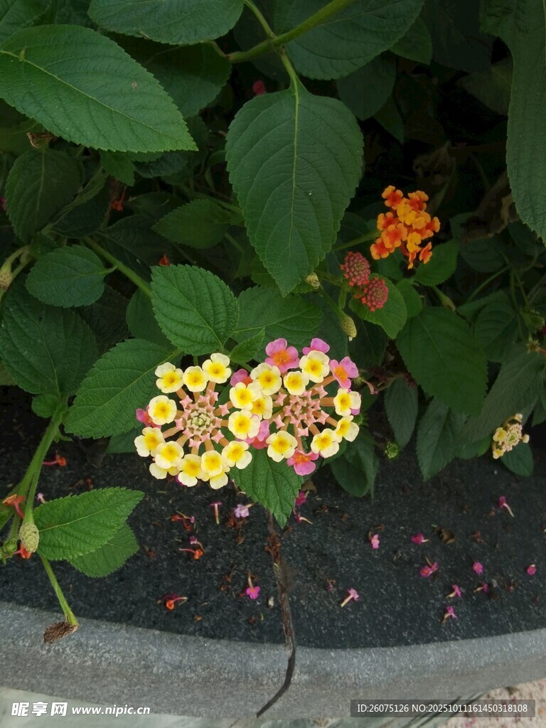多彩馬纓丹綻放于綠葉間