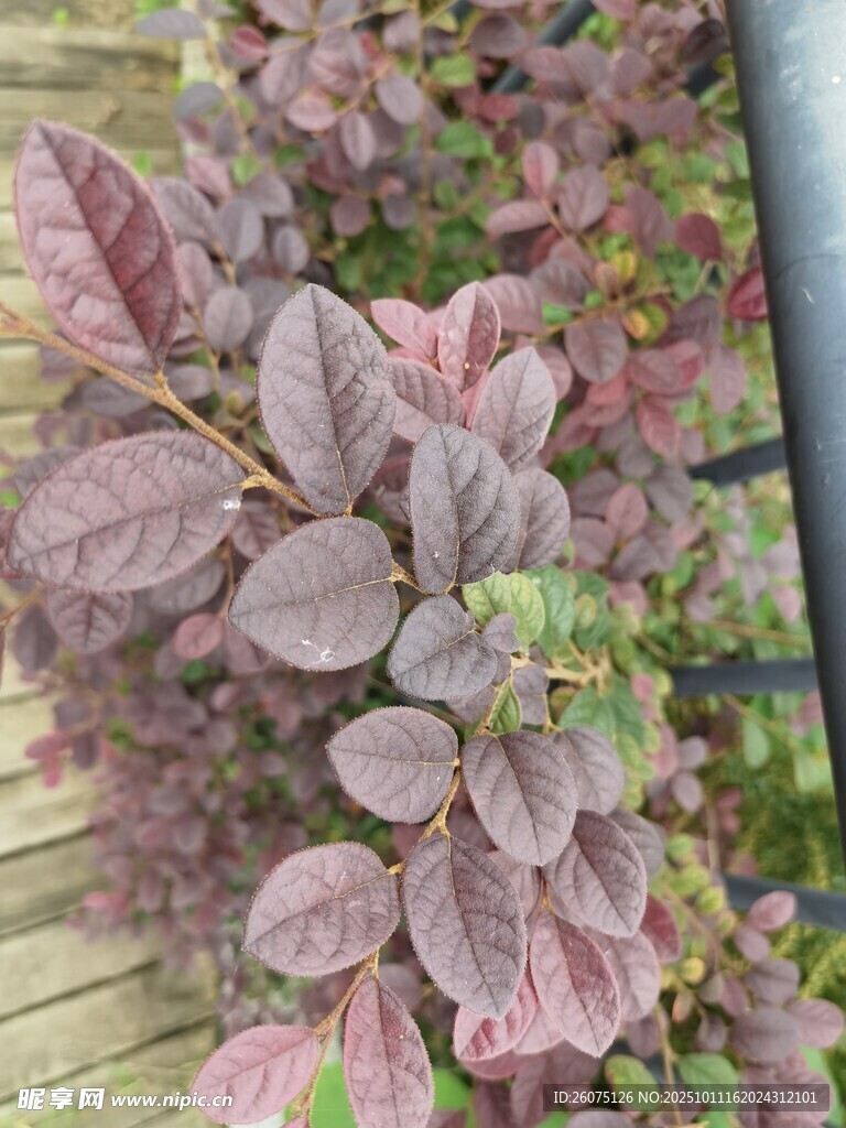 紫葉植物特寫