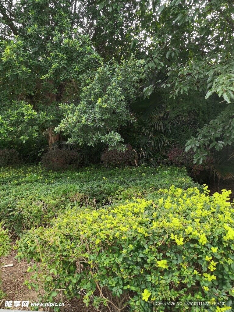 綠意盎然的自然植物景觀