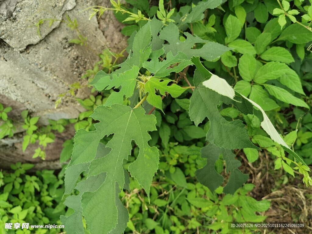 綠葉繁茂的自然植物景象