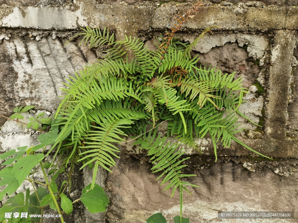 石縫中生長的翠綠蕨類植物
