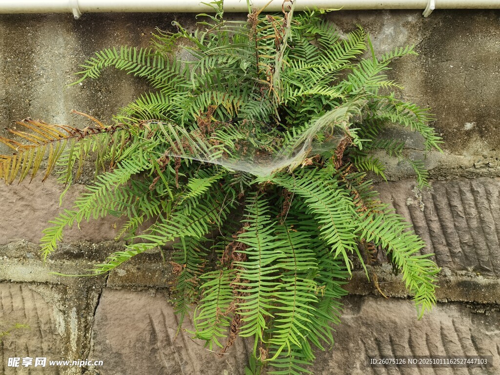 墻上生長的翠綠蕨類植物