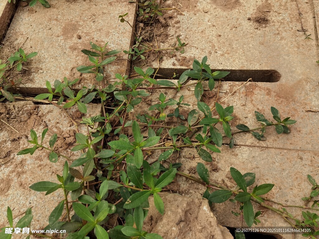 磚縫中頑強(qiáng)生長的綠色植物