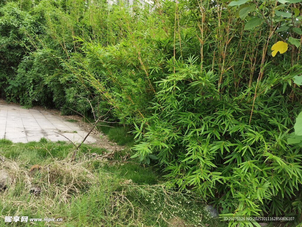野外繁茂綠植景觀