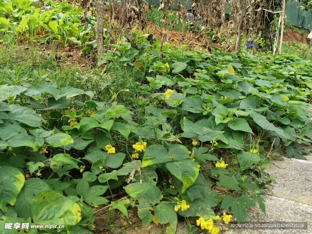 庭院里茂盛的黃瓜植株