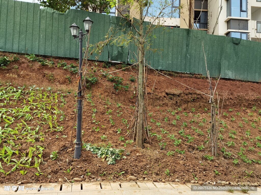 戶外綠植旁的路燈景觀