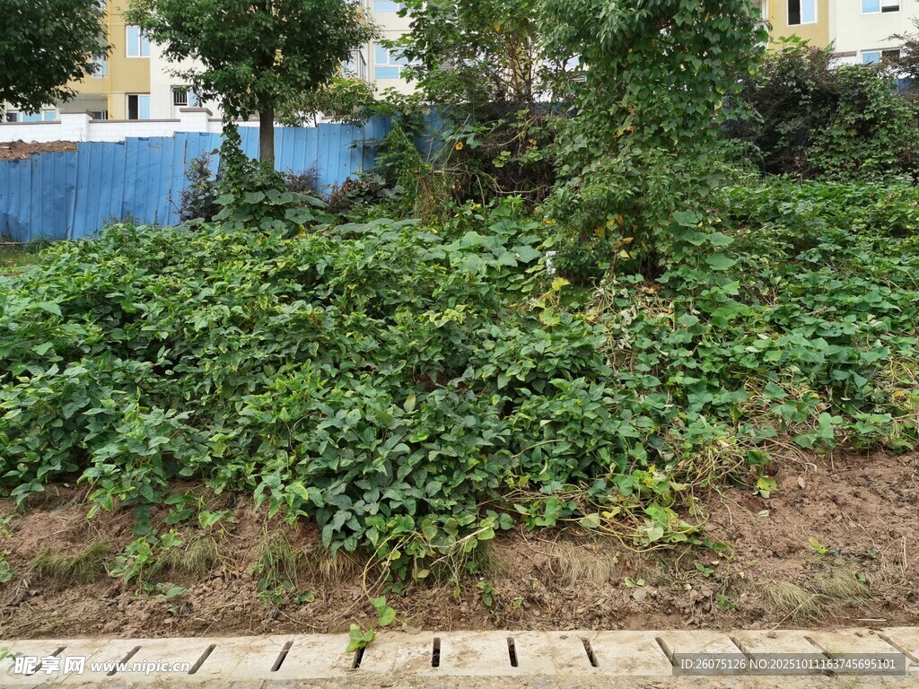 戶外綠植叢生景象