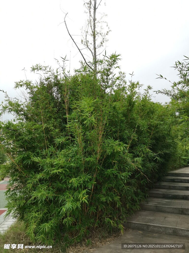 小徑旁繁茂的綠色灌木叢