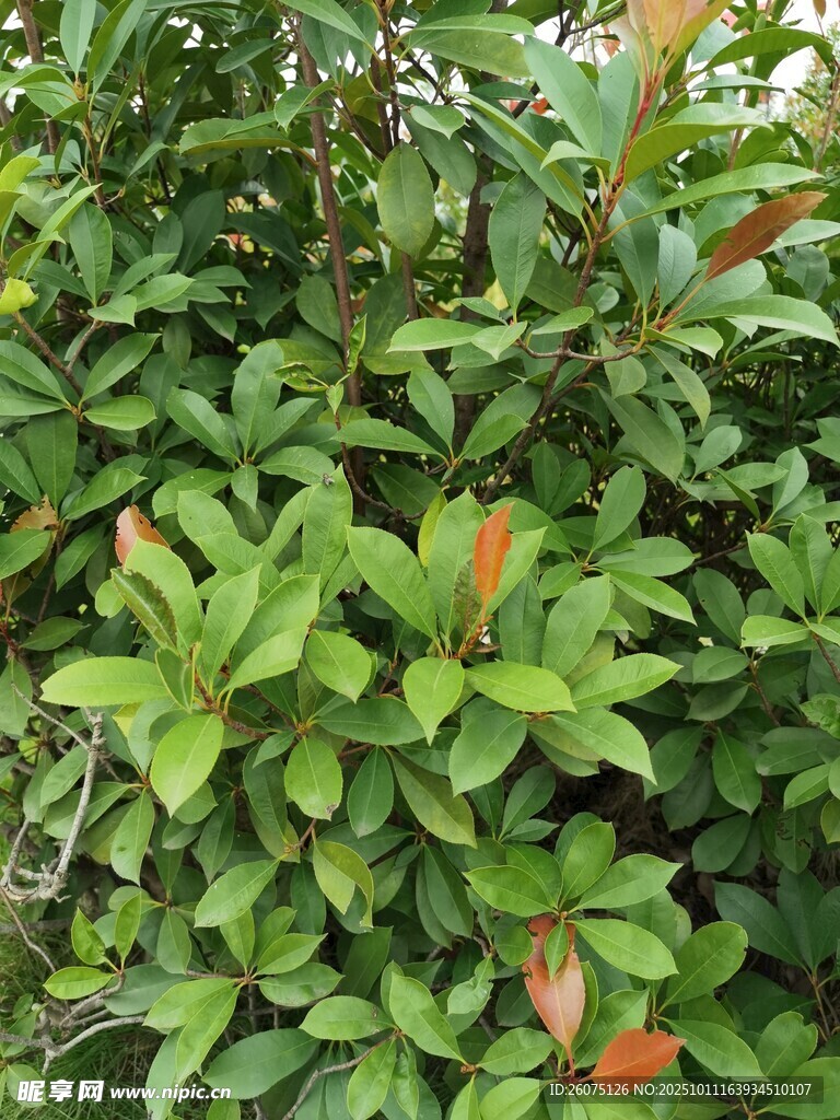 綠葉紅梢的繁茂植物
