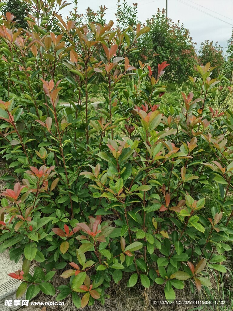 綠葉紅梢的繁茂植物