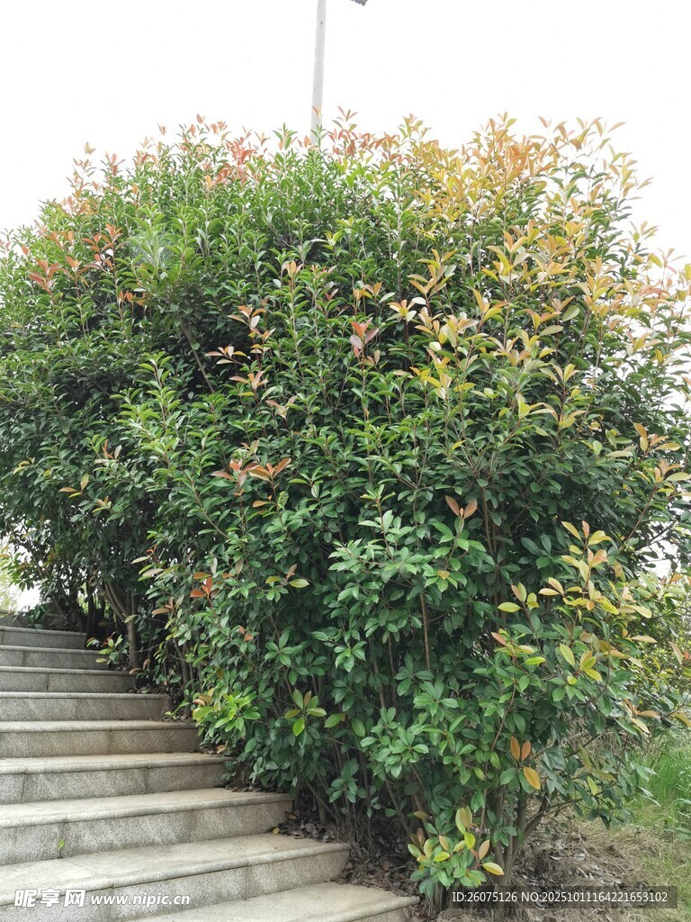 石階旁繁茂的綠植景觀