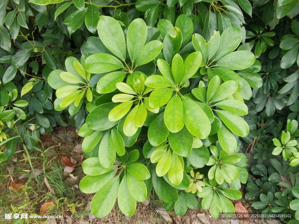 翠綠茂盛的綠植