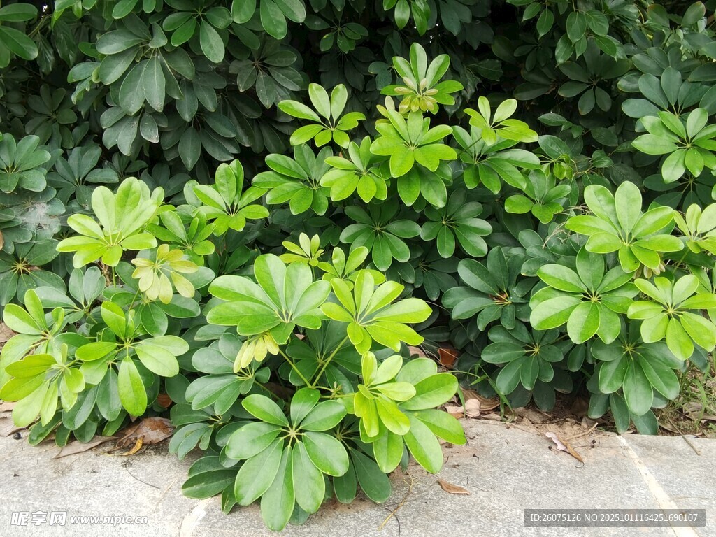 綠葉繁茂的低矮植物