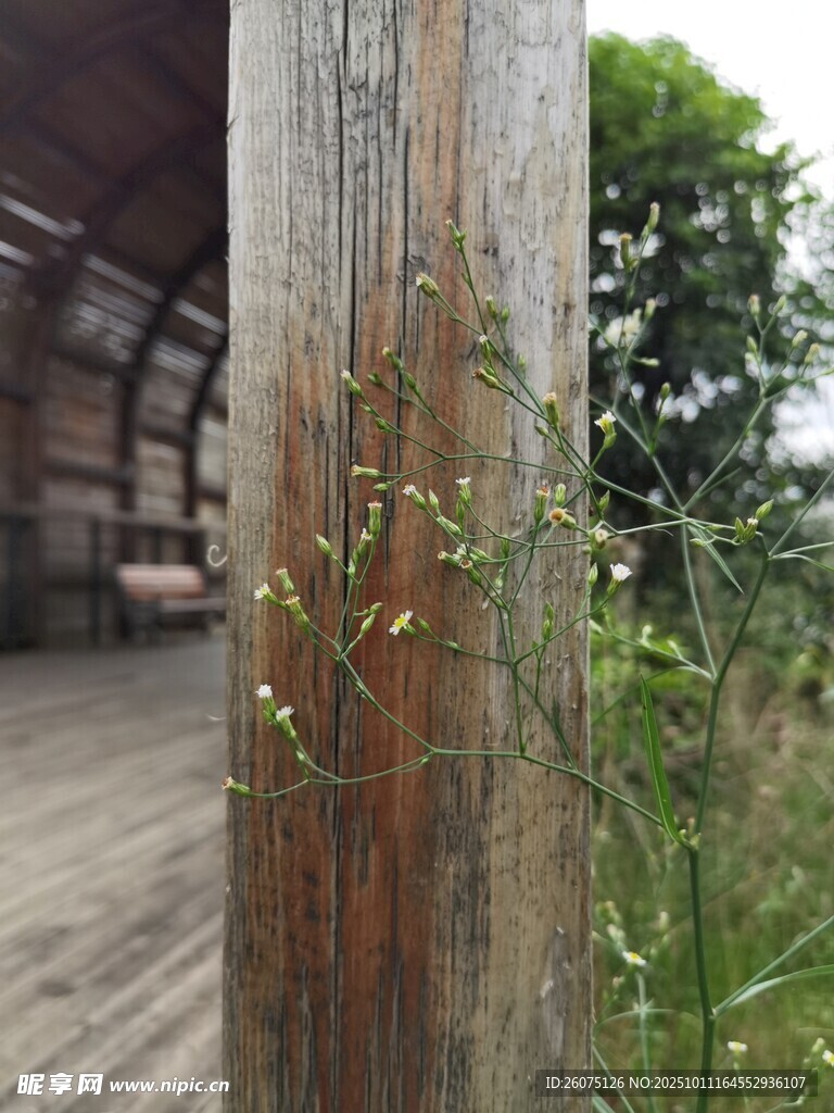 木柱旁生長的嫩綠植物