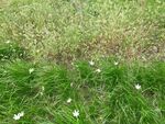 嫩綠草地間點(diǎn)綴小白花