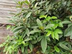 綠葉繁茂的戶外植物景觀