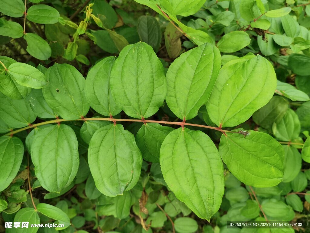 翠綠葉片特寫