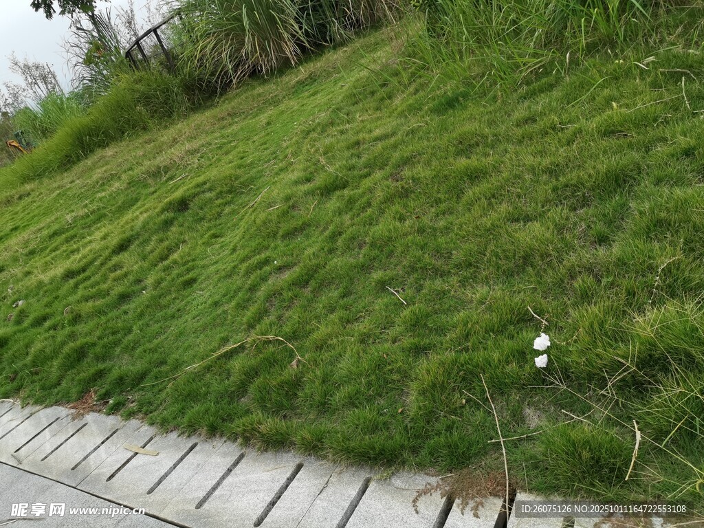 路邊翠綠草