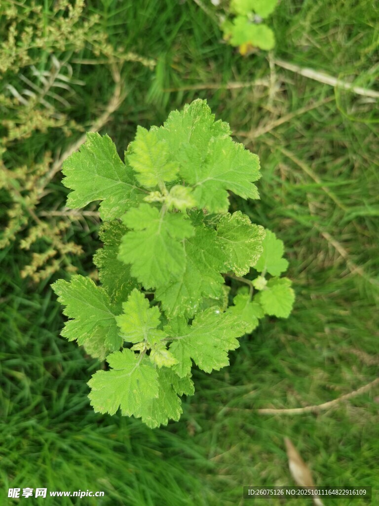 嫩綠葉片生長于草叢中