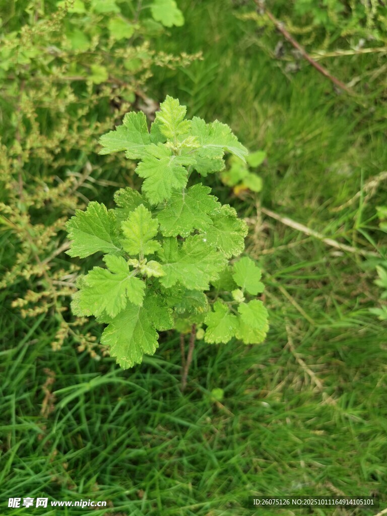 嫩綠葉片生長于草叢中