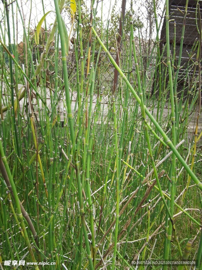 野外翠綠茂盛的叢生植物