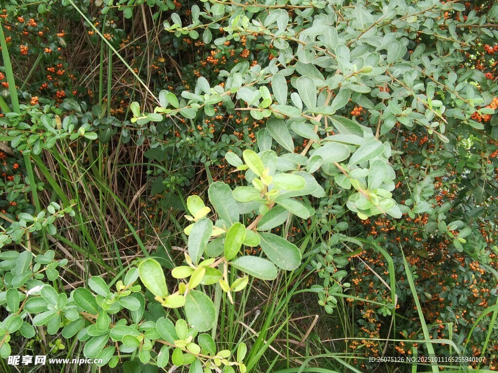 野外繁茂的綠色植物景象