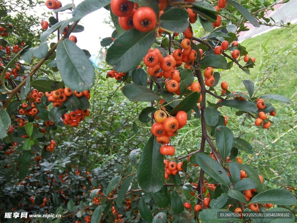 枝頭紅果累累的誘人景象