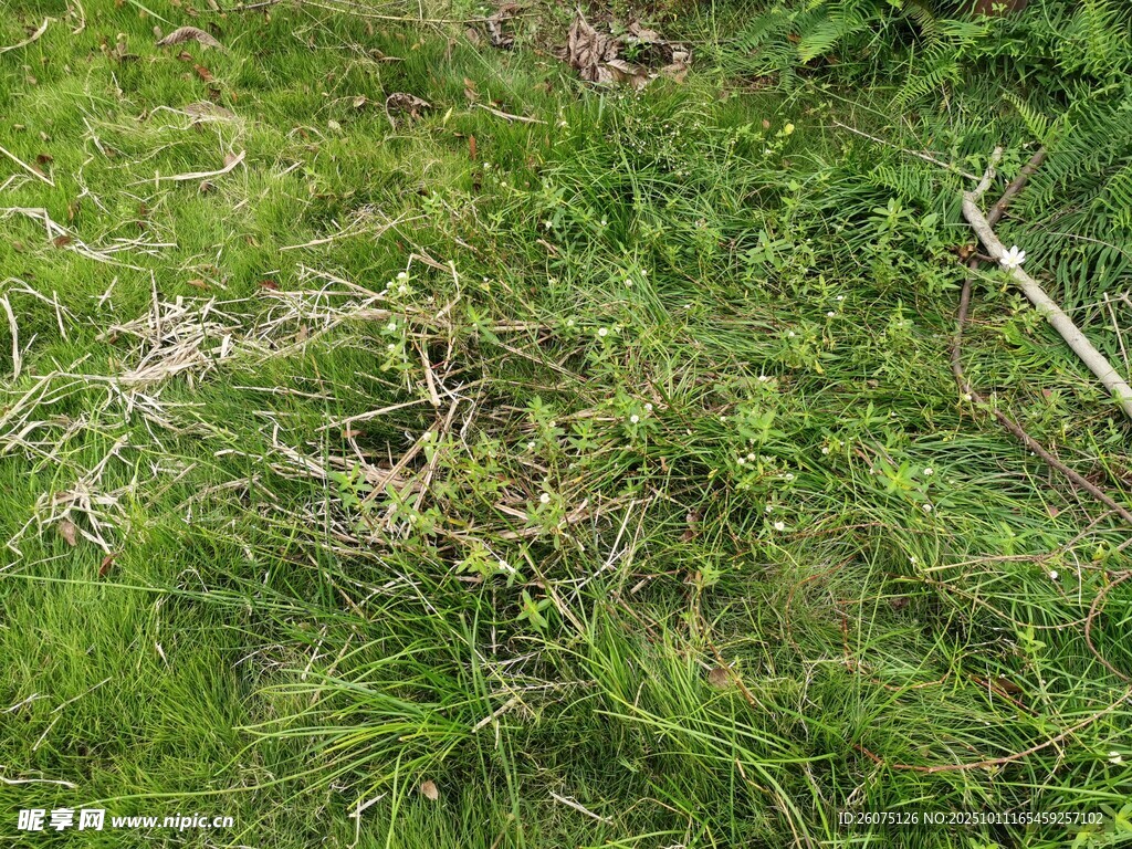 翠綠草地生機(jī)盎然
