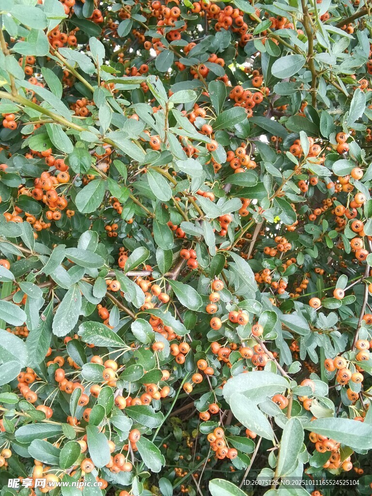 綠葉間的橙紅漿果