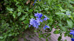 藍花綻放于綠葉間