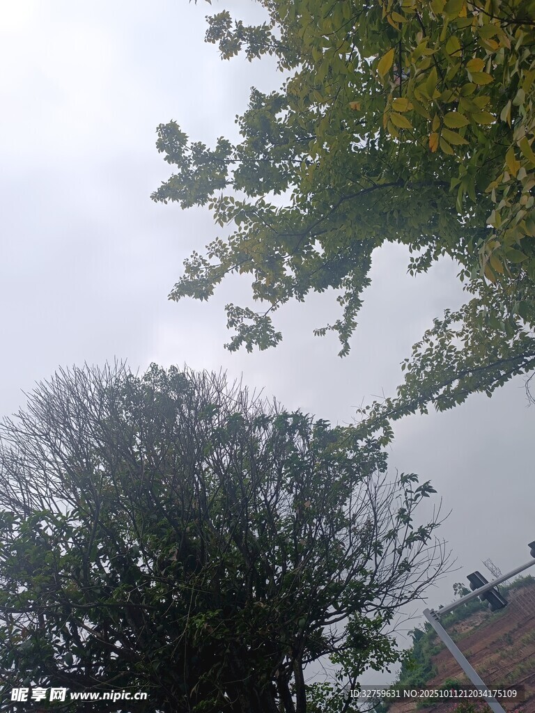 仰視視角下的樹木與天空