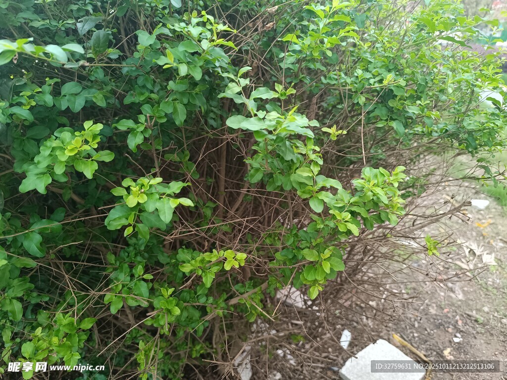 路邊繁茂綠植景觀
