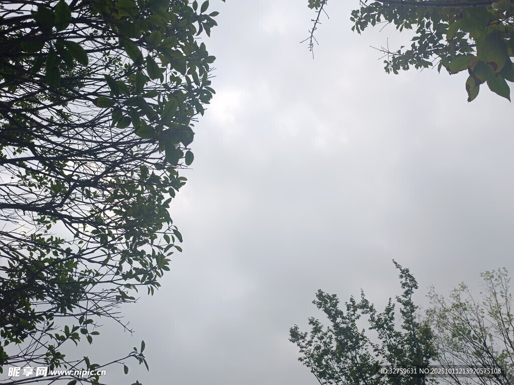 仰視天空中的茂密樹木