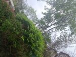 雨中綠植與樹(shù)木景觀