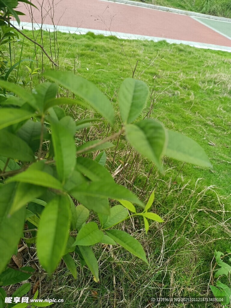 綠茵中的翠綠植物