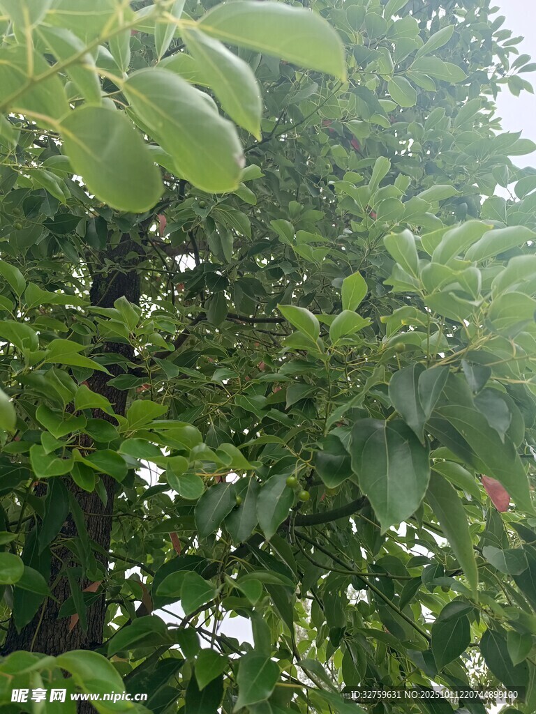 繁茂綠葉的清新景象