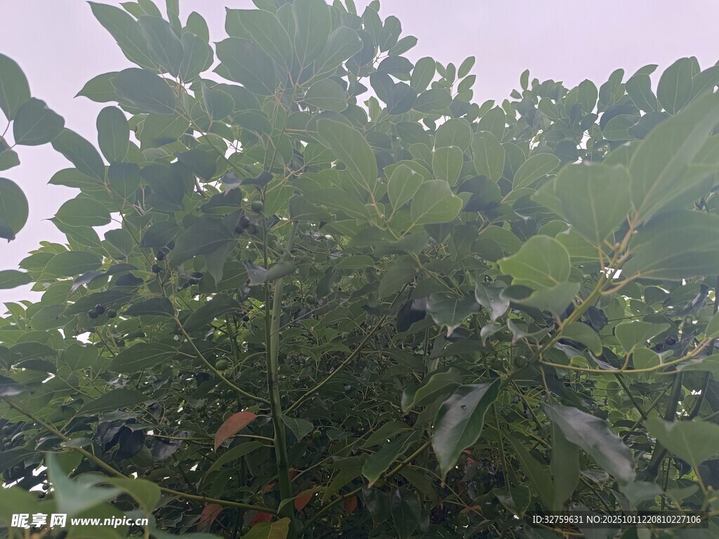 繁茂綠植景觀