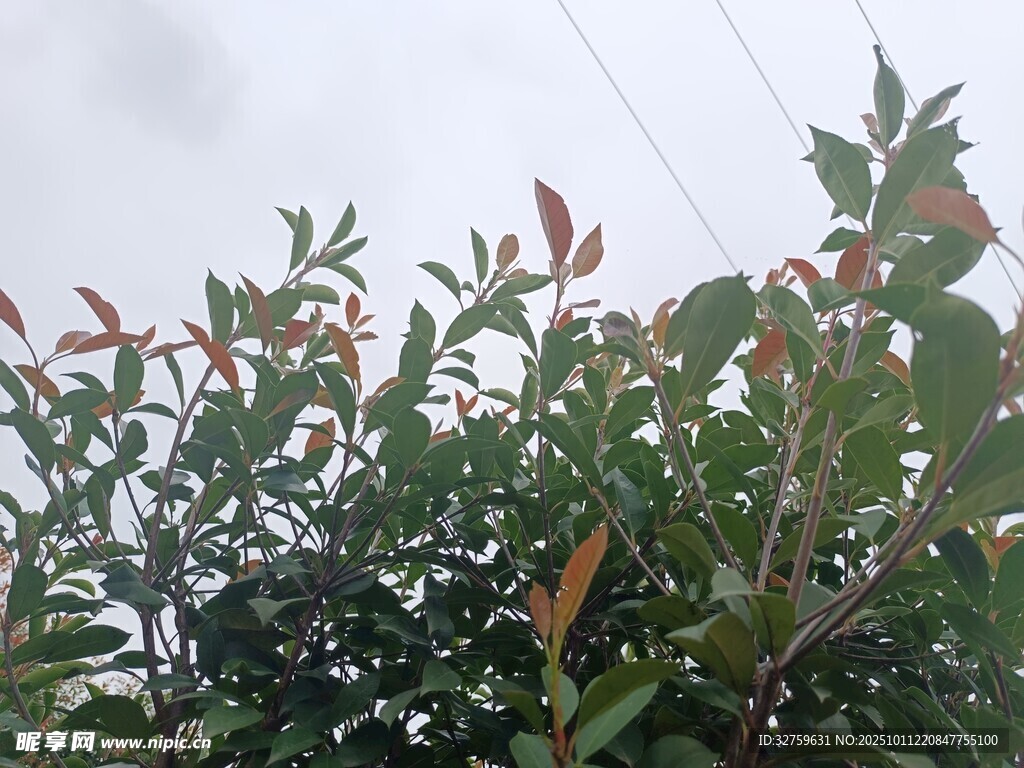 綠葉紅梢的繁茂植物