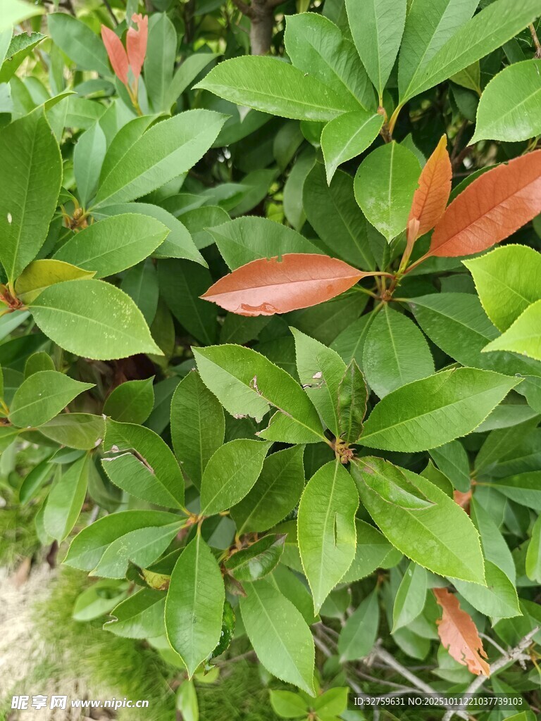 紅綠相間的茂密葉片