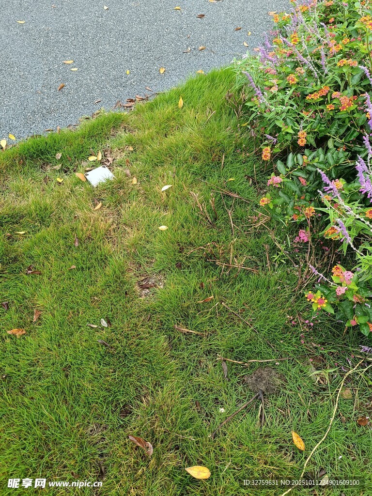 路邊翠綠草地與零星小花