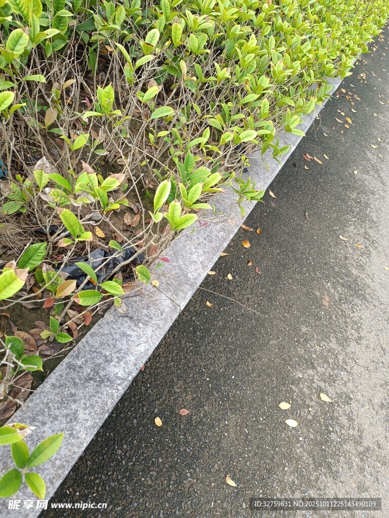 路邊嫩綠植物與灰色路緣