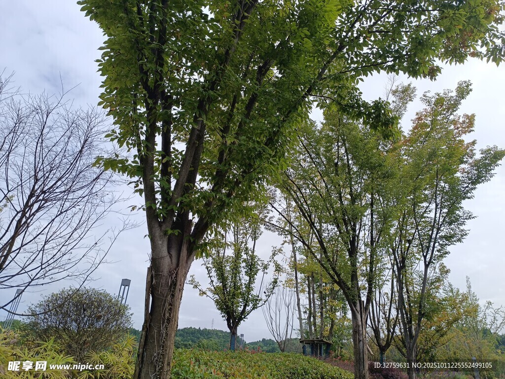 路邊綠樹成蔭的自然景象