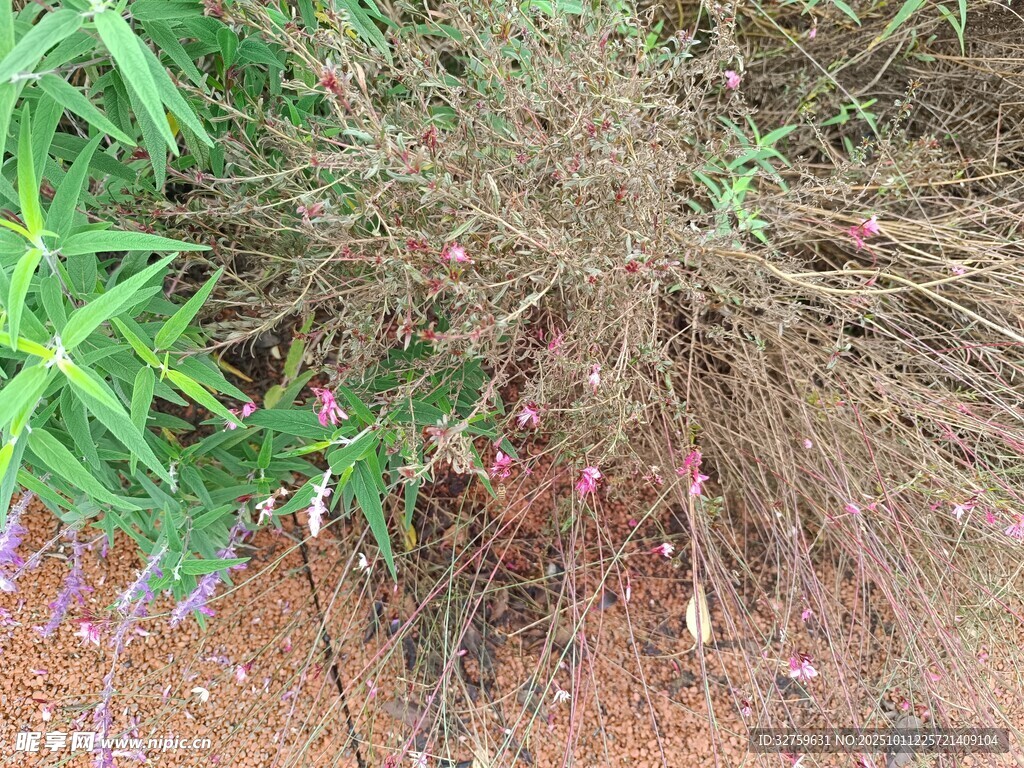 根系發(fā)達的植物根部特寫