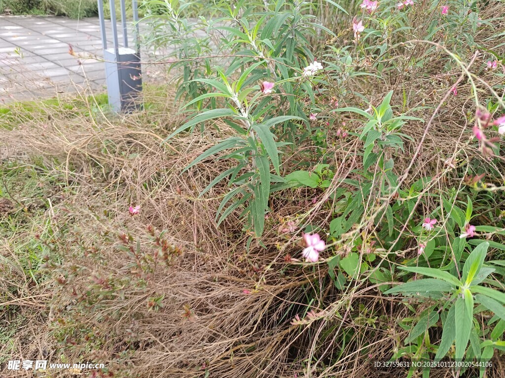 路邊綻放的粉色小花