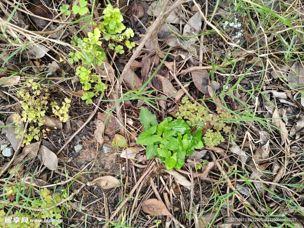 地面上的嫩綠植物