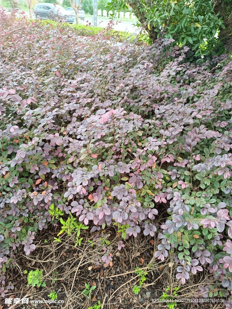 紫色地被植物景觀