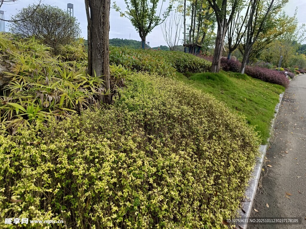 春日路邊綠植景觀