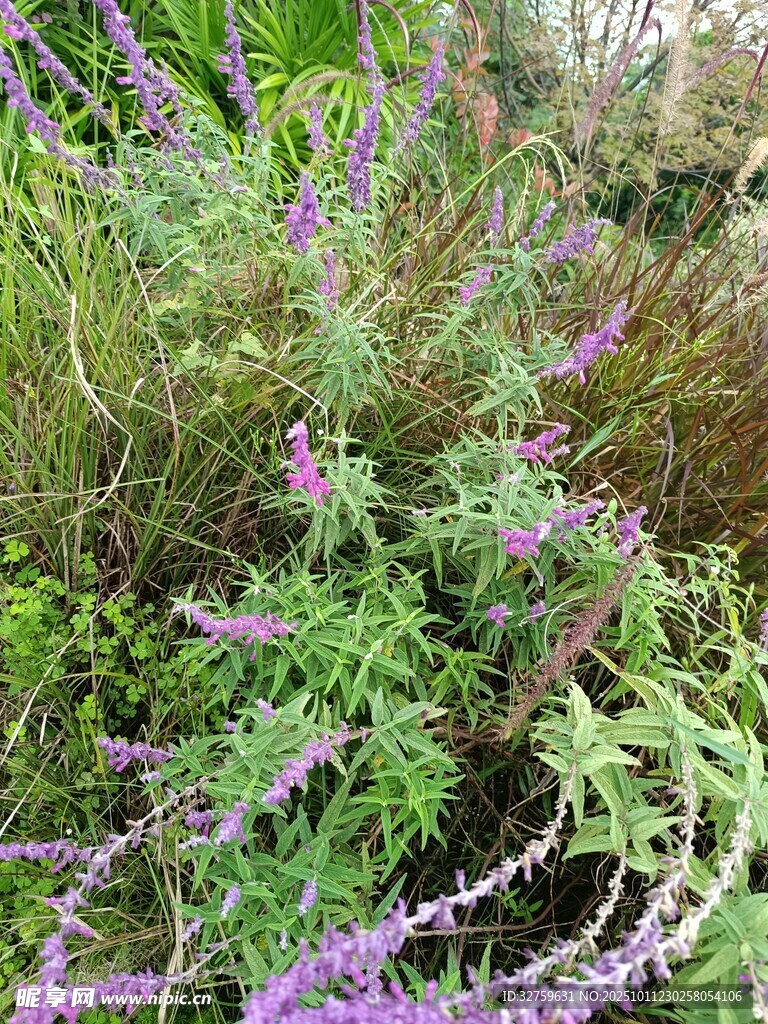 紫色薰衣草與綠植景觀